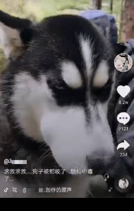 哈士奇被蛇吻，中毒像個傻子呆坐不走，主人扛不下山拍視頻求助