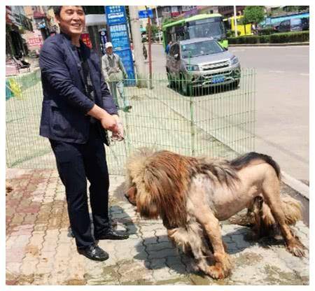 家中藏獒毛髮太長，三個人一同給牠剪毛，完成後一看就不淡定了