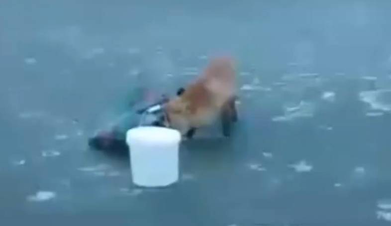 男子在冰面上釣魚，突然走來一隻小狐狸，接下來的畫面讓人暖心