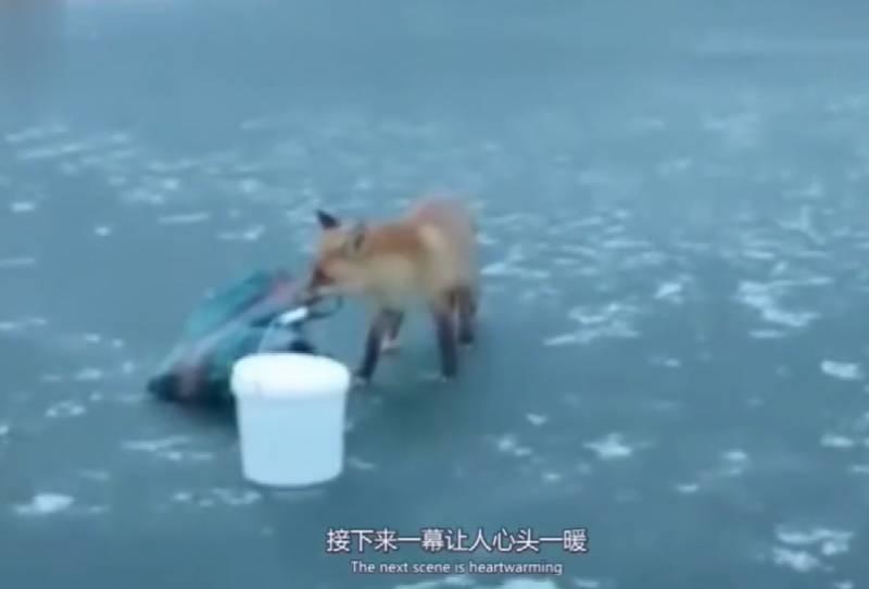 男子在冰面上釣魚，突然走來一隻小狐狸，接下來的畫面讓人暖心
