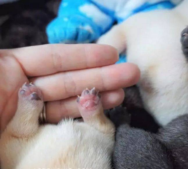 為何狗狗之間性格不同？原來是因為它，快來給毛孩做個測試