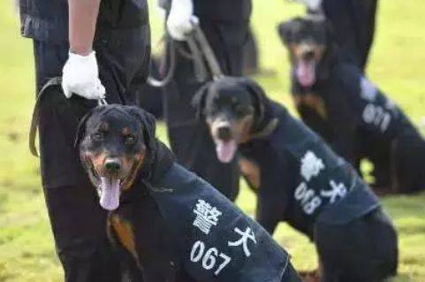 為何狗狗之間性格不同？原來是因為它，快來給毛孩做個測試