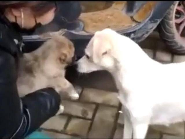 流浪狗生下12隻狗寶寶，12隻寶寶被收養時，狗媽親吻無數遍才離開