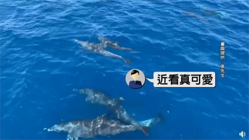 東琉線海豚伴遊 網友：根本鯨豚線