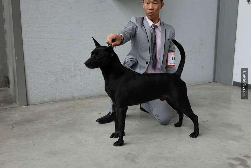 不要再叫什麼「台灣土狗」啦！獲得國際認證，正式名稱超霸氣！ 