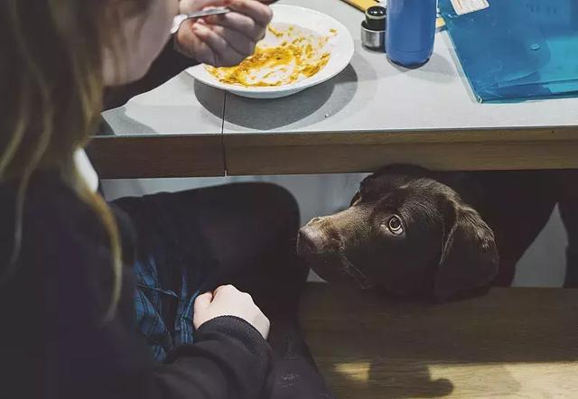 15個養狗後的不自覺改變，全中你就是專業狗奴