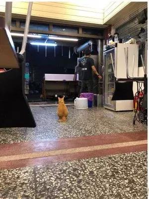 店裡突然失火，主人為了救貓咪，竟獨自闖進大火中，結局讓人感動 