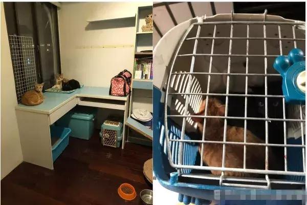 店裡突然失火，主人為了救貓咪，竟獨自闖進大火中，結局讓人感動 