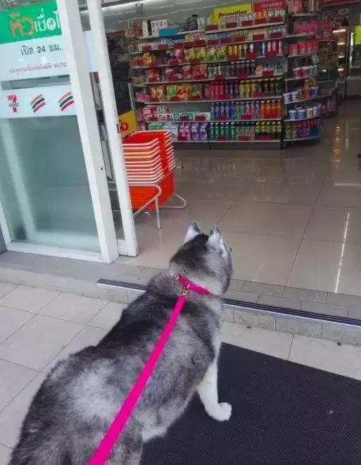 它曾是主人的寶貝，直到變胖之後……