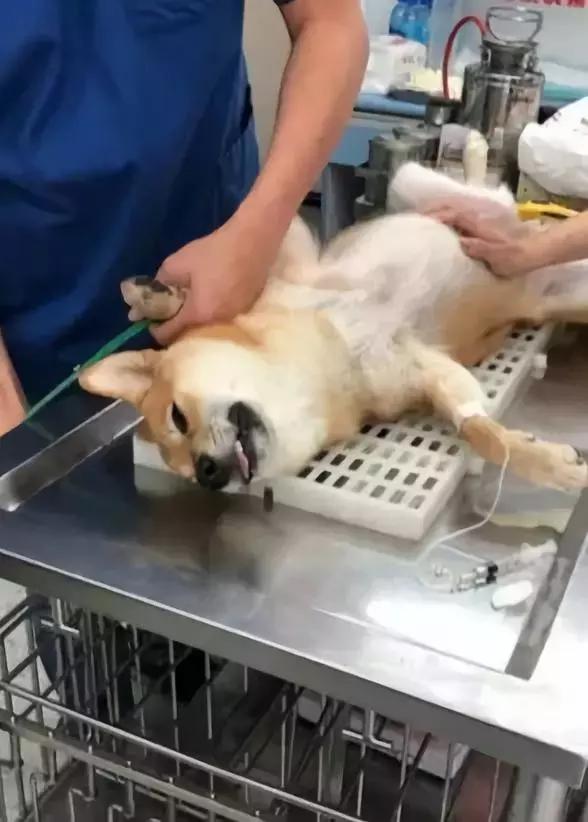 狗子凶不凶，去一趟醫院就知道了