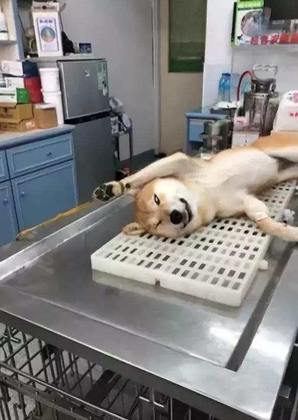 狗子凶不凶，去一趟醫院就知道了