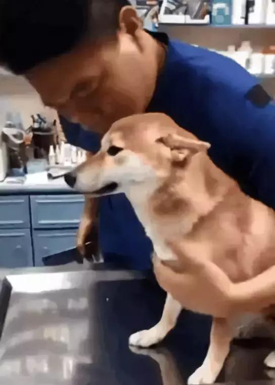 狗子凶不凶，去一趟醫院就知道了