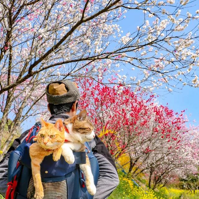 8年遊遍47個城市，這兩隻貓如果出旅遊攻略我一定買！ 