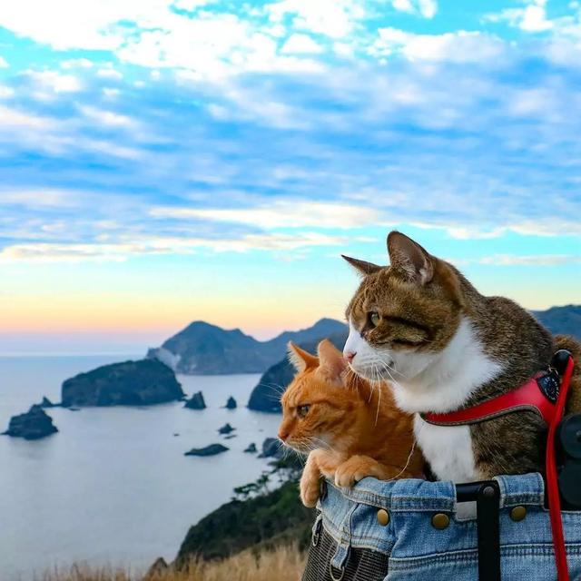 8年遊遍47個城市，這兩隻貓如果出旅遊攻略我一定買！ 