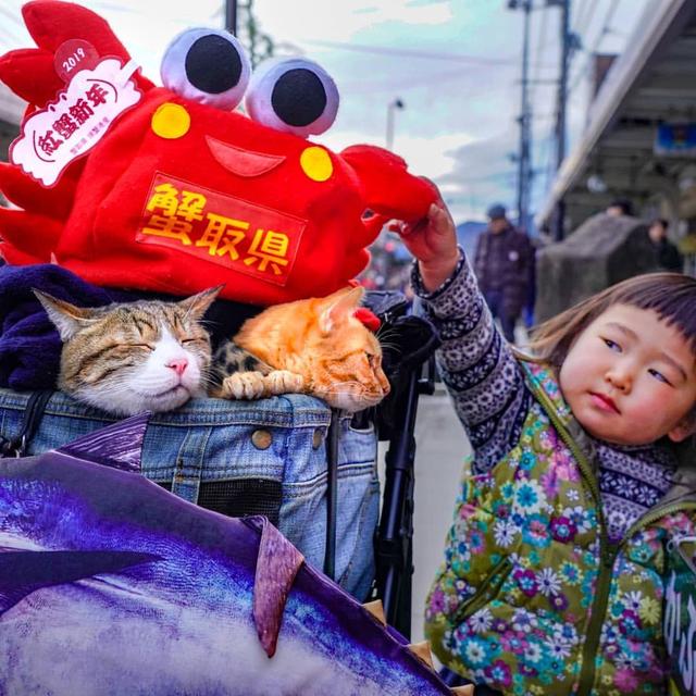8年遊遍47個城市，這兩隻貓如果出旅遊攻略我一定買！ 