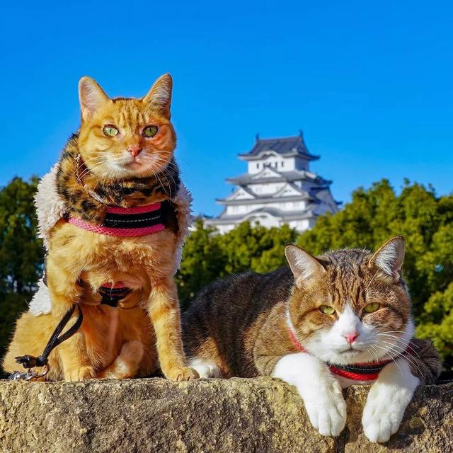 8年遊遍47個城市，這兩隻貓如果出旅遊攻略我一定買！ 