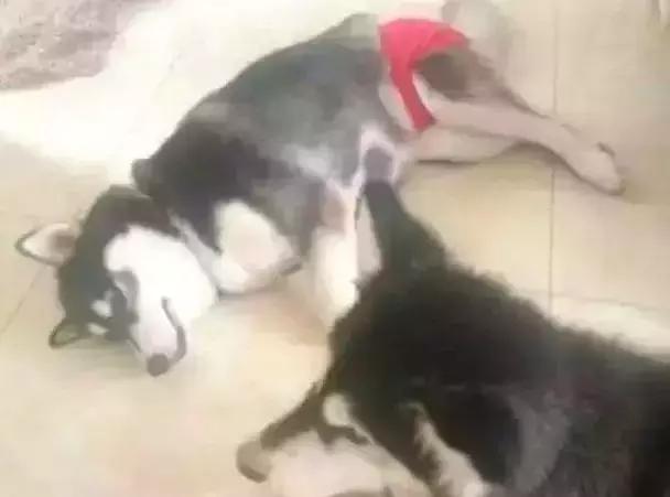狗狗來「大姨媽」，穿上網友自製的生理褲，總覺得哪裡不太對……
