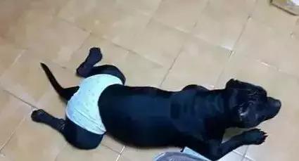 狗狗來「大姨媽」，穿上網友自製的生理褲，總覺得哪裡不太對……