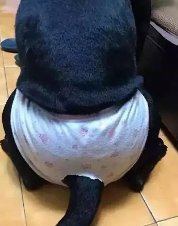 狗狗來「大姨媽」，穿上網友自製的生理褲，總覺得哪裡不太對……