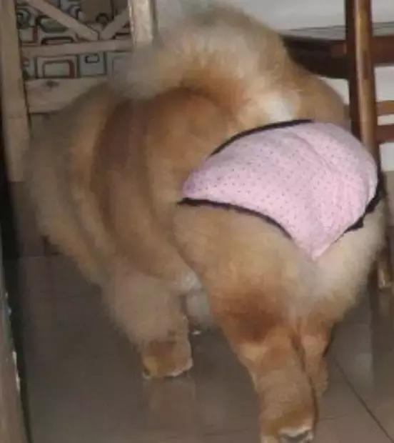 狗狗來「大姨媽」，穿上網友自製的生理褲，總覺得哪裡不太對……