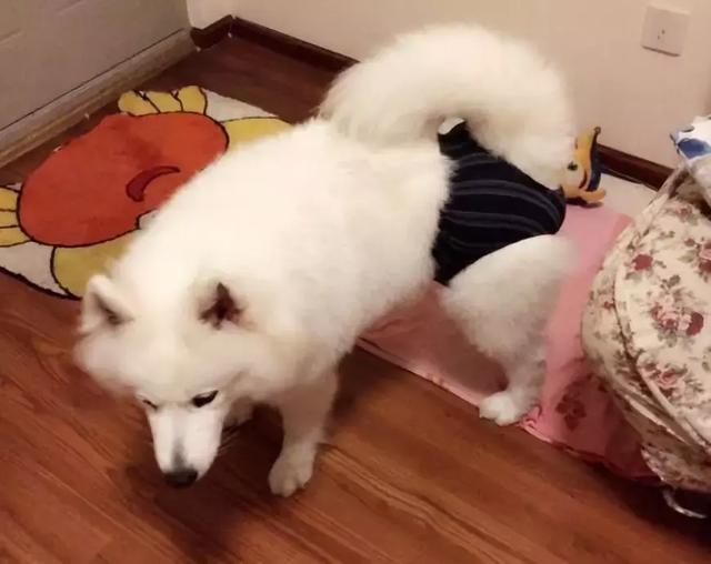 狗狗來「大姨媽」，穿上網友自製的生理褲，總覺得哪裡不太對……