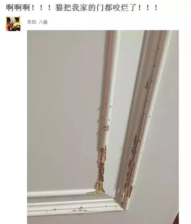 貓咪把電線咬破，結果燒焦了鬍子！網友：好可愛的買買提~