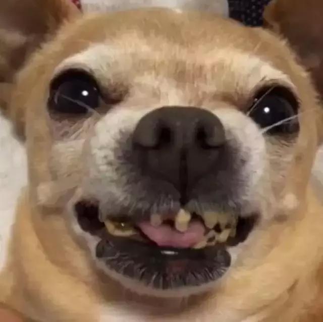 狗狗牙齒全掉光，意外和冰河世紀裡的樹懶撞臉，相似度100%