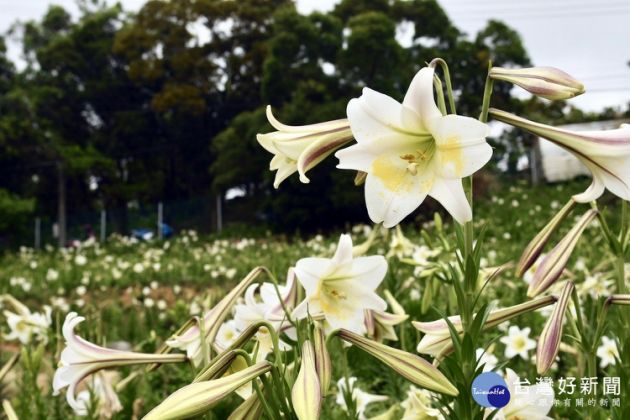 大古山野百合花季盛大開幕 8萬4000株野百合美不勝收