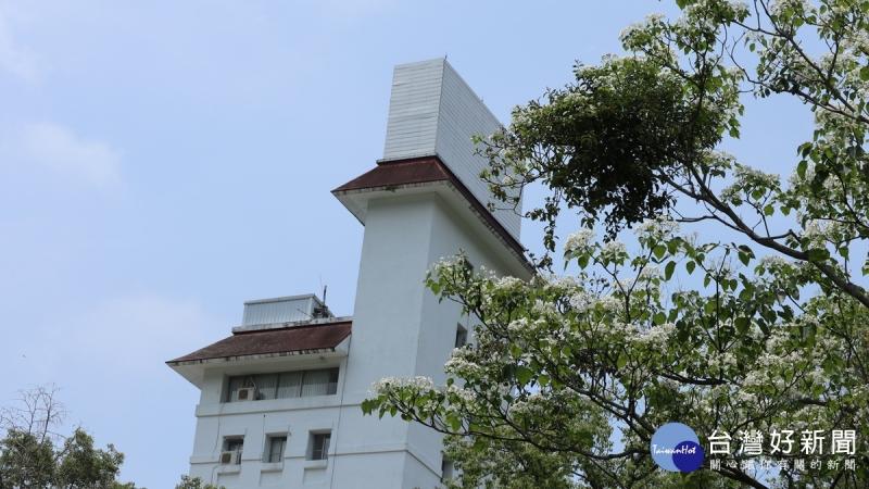 桐花紛飛好遊趣　東勢林場油桐花景交疊林間