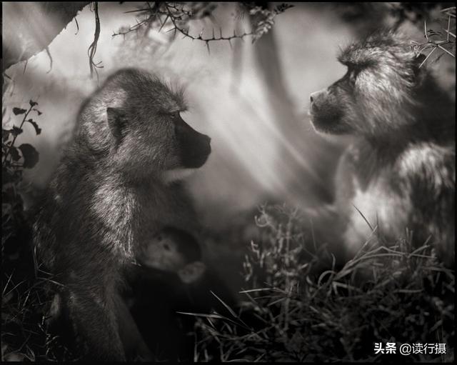 【動物攝影】震撼心靈的史詩級動物肖像