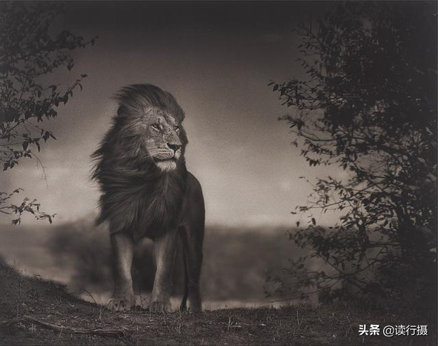 【動物攝影】震撼心靈的史詩級動物肖像