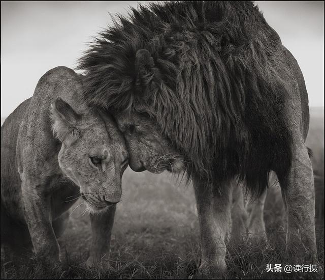 【動物攝影】震撼心靈的史詩級動物肖像
