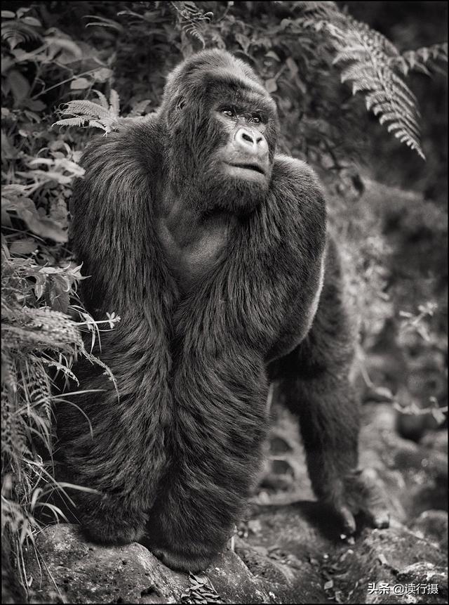 【動物攝影】震撼心靈的史詩級動物肖像