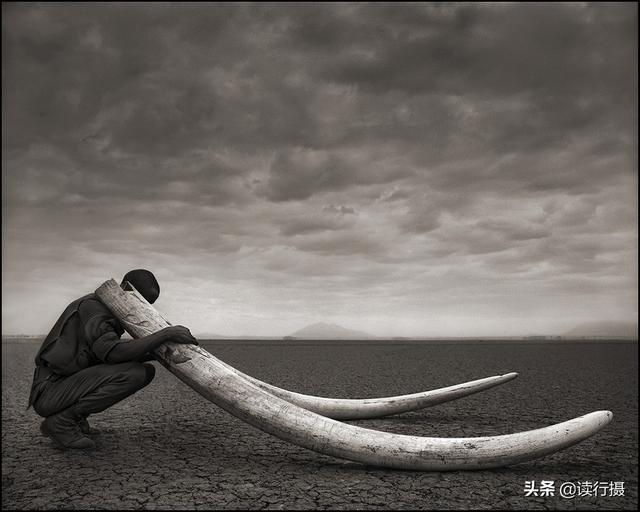 【動物攝影】震撼心靈的史詩級動物肖像
