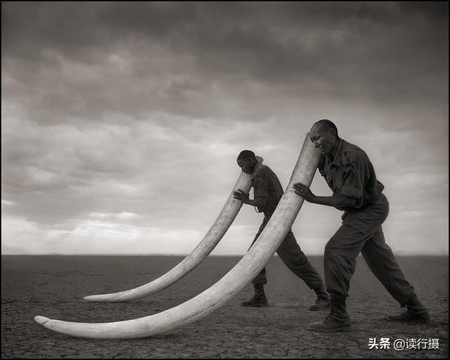 【動物攝影】震撼心靈的史詩級動物肖像