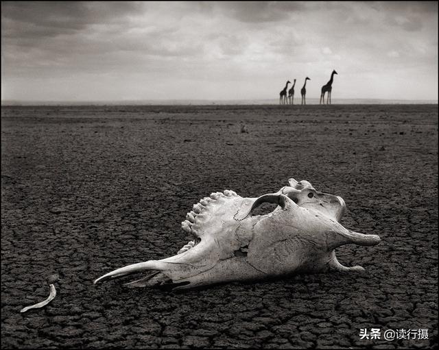 【動物攝影】震撼心靈的史詩級動物肖像