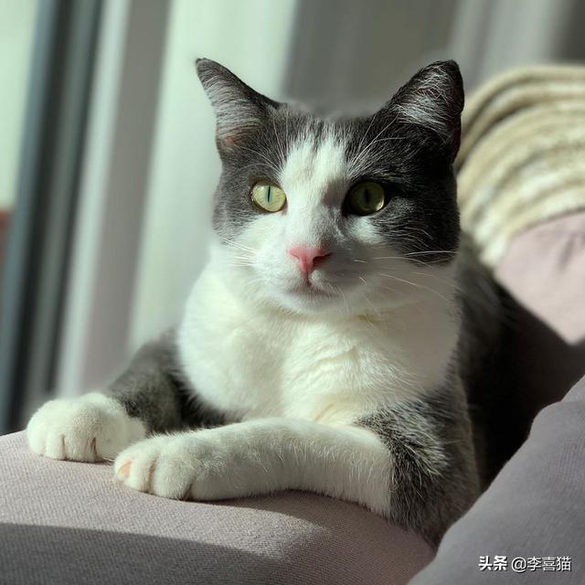 闢謠：陪貓咪玩耍也是有講究的，做到這三點能讓貓咪保持身心愉悅 