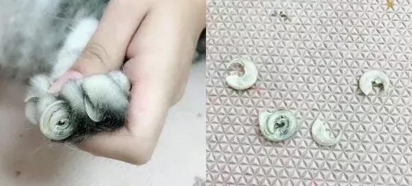 貓咪為什麼痴迷於貓抓板？這是來自於瓦楞紙的神秘力量！  