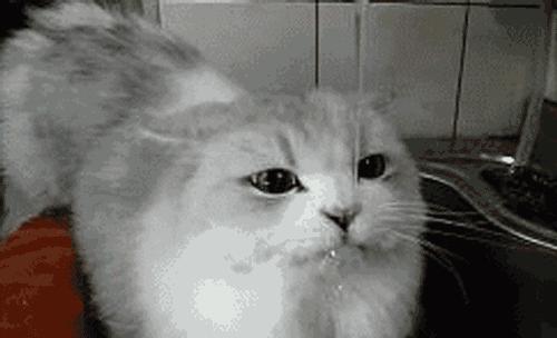 闢謠，貓咪喝的水並非越乾淨越好，常喝三種水，將導致愛貓患病！ 