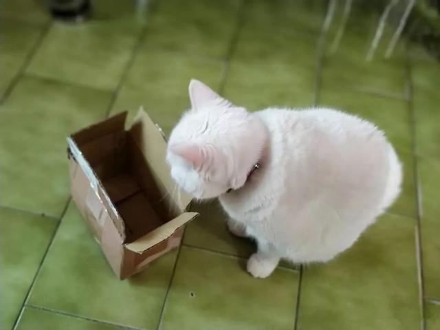 貓咪遇見鏟屎官廢棄小紙箱，努力想鑽入其中，可硬塞後腦袋被卡住