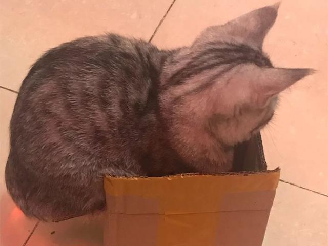 貓咪遇見鏟屎官廢棄小紙箱，努力想鑽入其中，可硬塞後腦袋被卡住