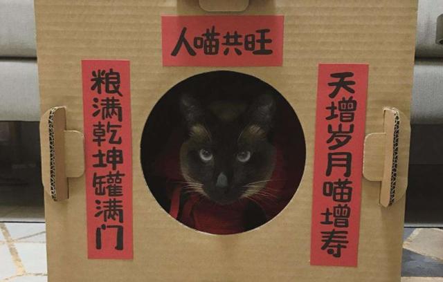貓咪遇見鏟屎官廢棄小紙箱，努力想鑽入其中，可硬塞後腦袋被卡住