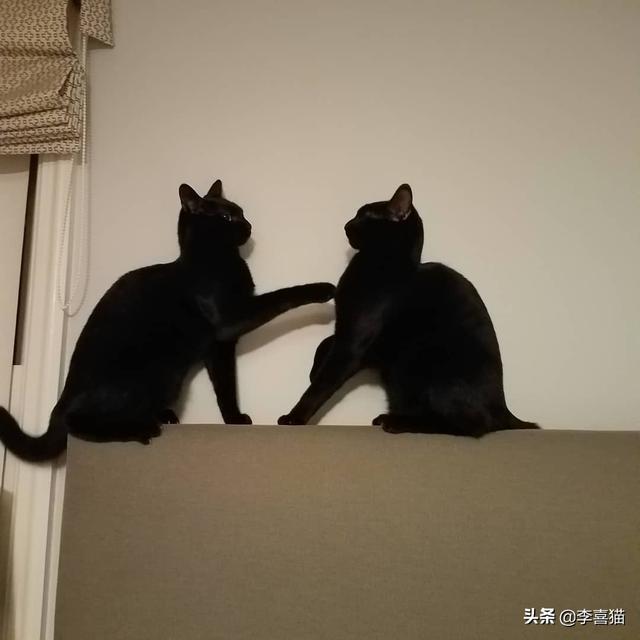 闢謠：貓咪之間打招呼交流的方式有很多種，但通常並不包括喵喵叫  