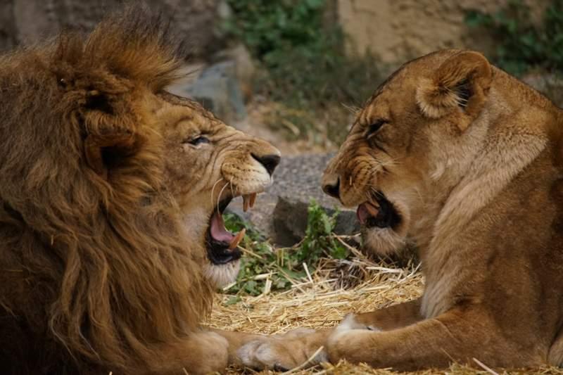動物園獅子夫妻跟真人一樣很會吵架　吵完後的畫面讓網友感嘆：結婚後的日常啊～ 