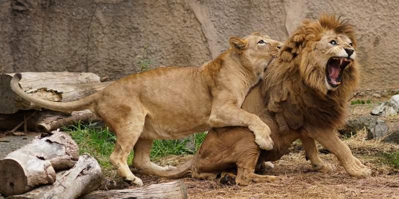 動物園獅子夫妻跟真人一樣很會吵架　吵完後的畫面讓網友感嘆：結婚後的日常啊～ 