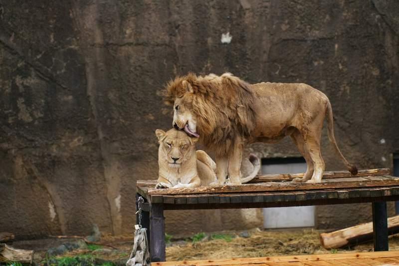 動物園獅子夫妻跟真人一樣很會吵架　吵完後的畫面讓網友感嘆：結婚後的日常啊～ 