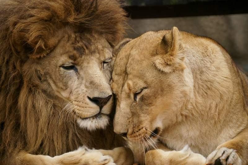 動物園獅子夫妻跟真人一樣很會吵架　吵完後的畫面讓網友感嘆：結婚後的日常啊～ 
