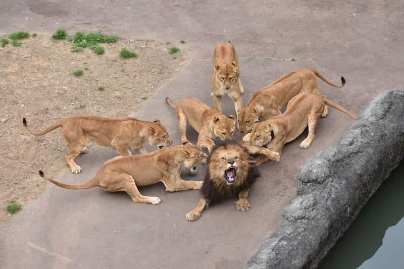 動物園獅子夫妻跟真人一樣很會吵架　吵完後的畫面讓網友感嘆：結婚後的日常啊～ 