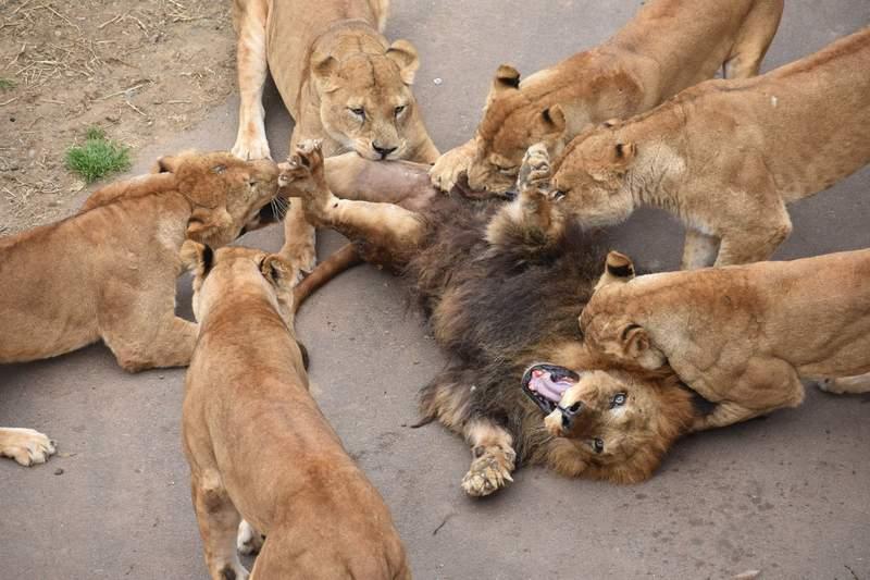 動物園獅子夫妻跟真人一樣很會吵架　吵完後的畫面讓網友感嘆：結婚後的日常啊～ 
