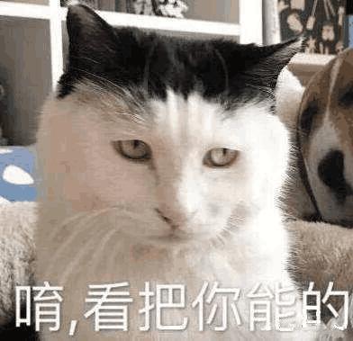 貓奴注意！這5種行為是貓在說：我恨你！